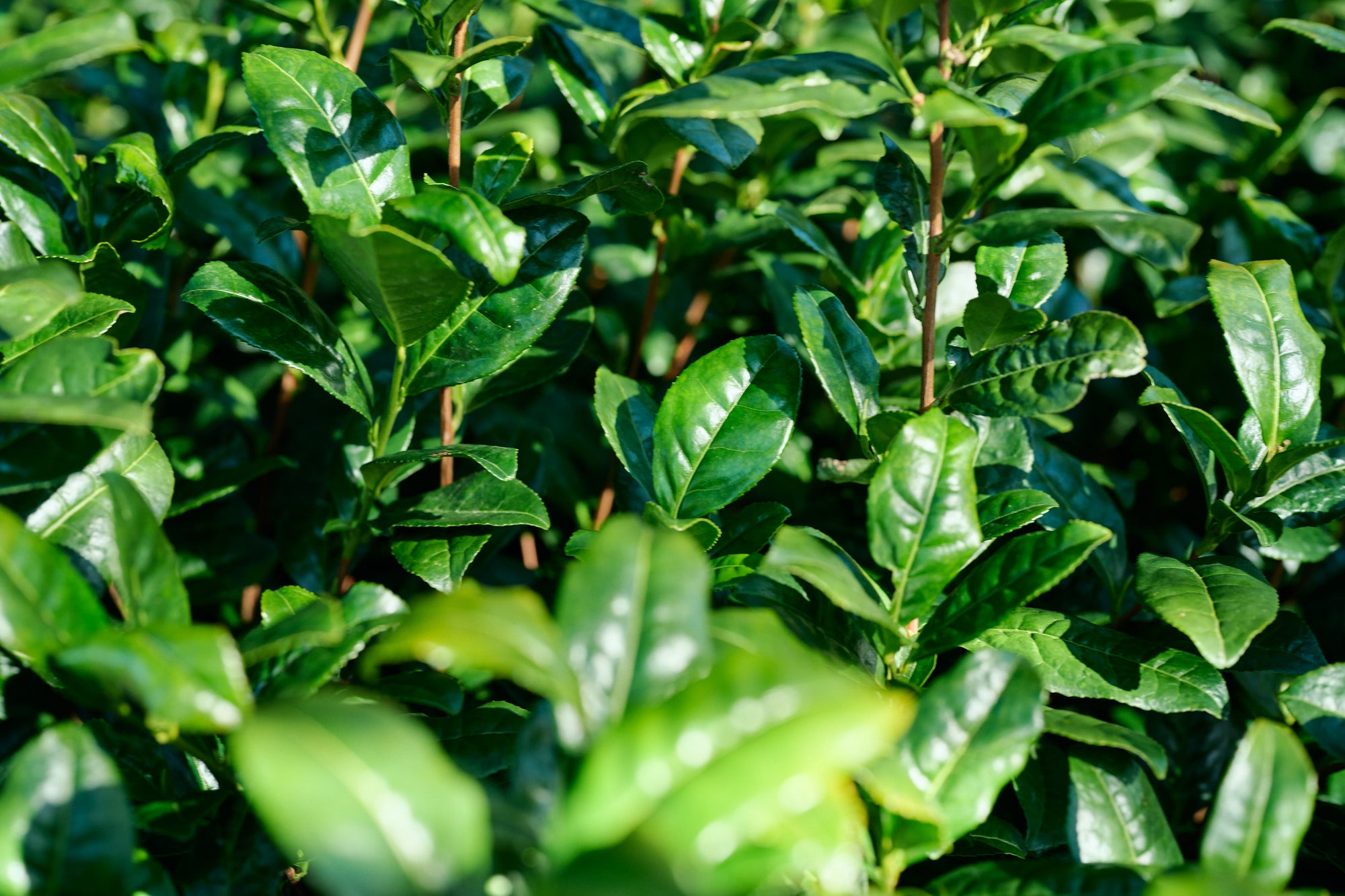 Japanese Green Tea Cultivars